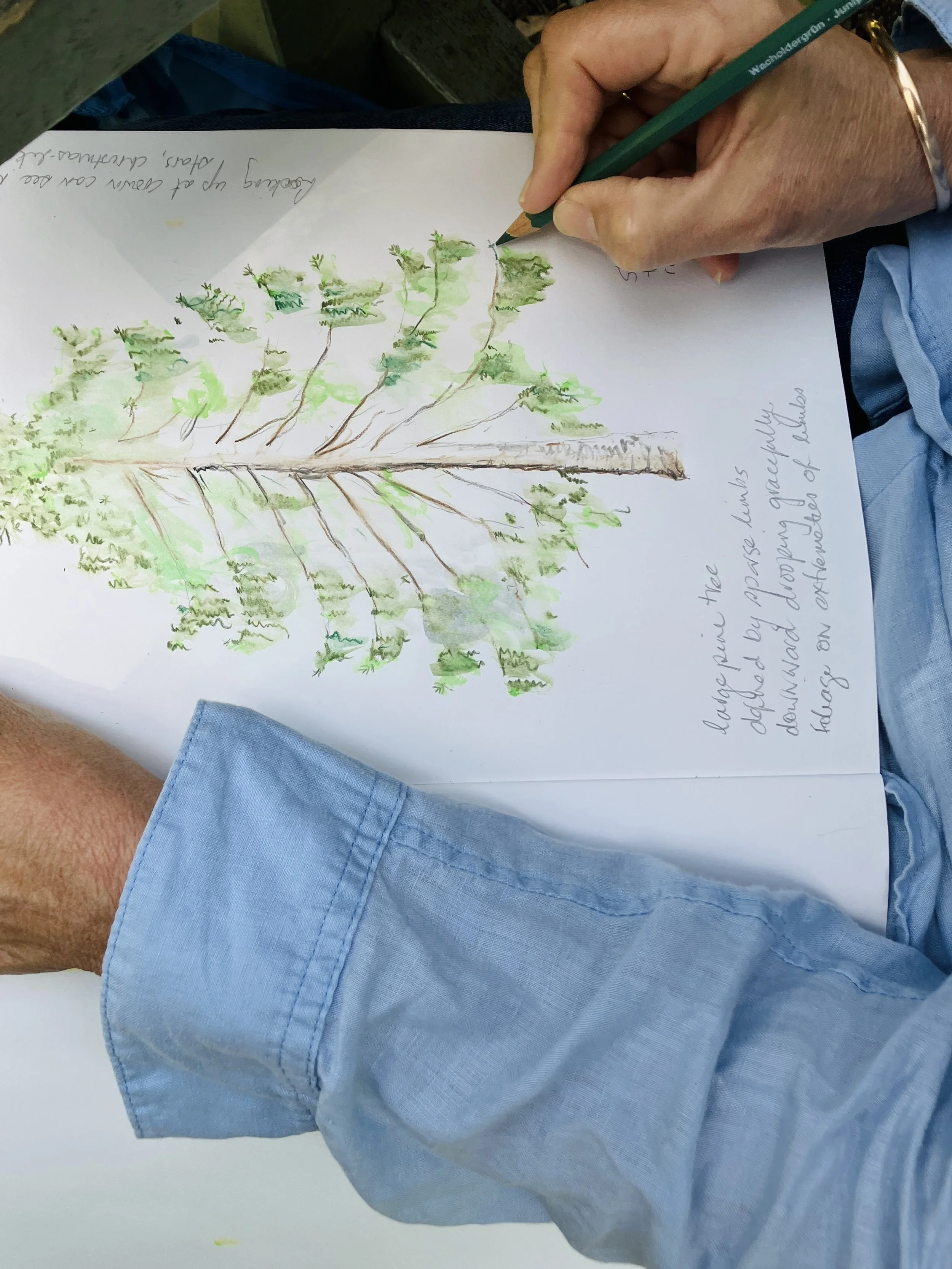 'Nature Journaling in the Field' Meetup - Mt Tamborine Regional Botanic Gardens, November 2025