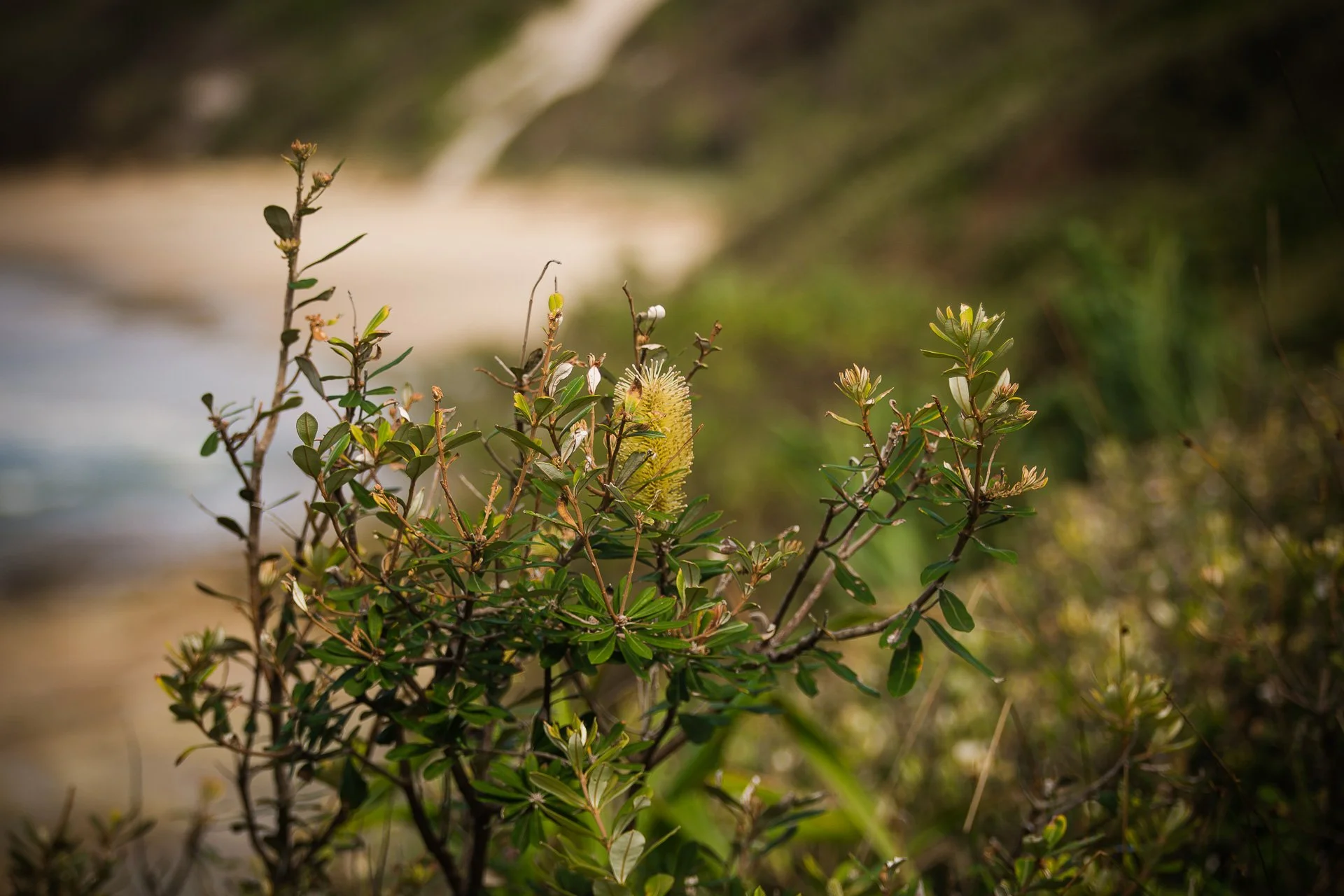 Coastal Banksia - Brooms Head, Yuraygir National Park, NSW