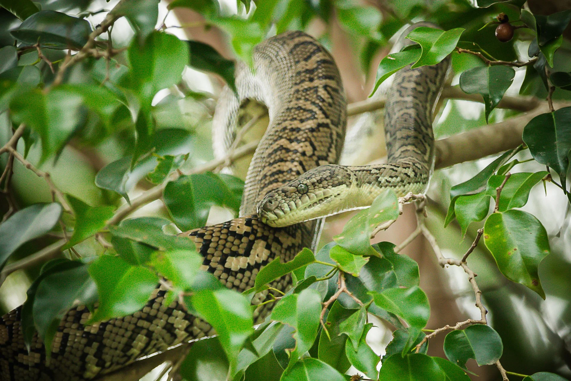 Coastal Carpet Python - Logan, Qld