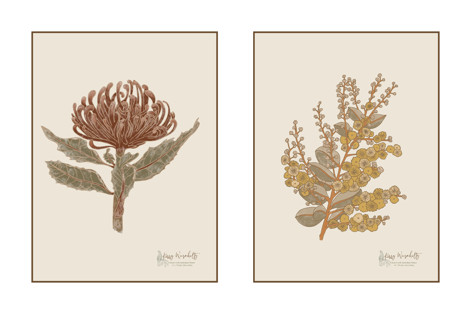 Botanical illustrations of an Australian waratah and wattle flower displayed side by side on neutral backgrounds.