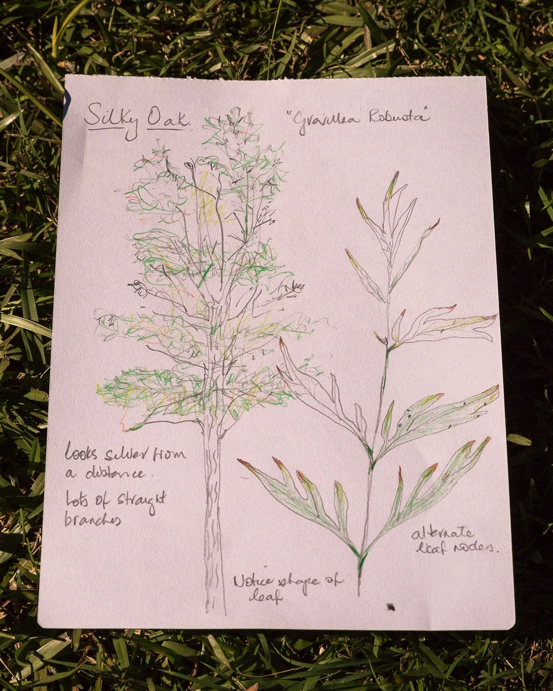 'Intro to Nature Journaling' workshop