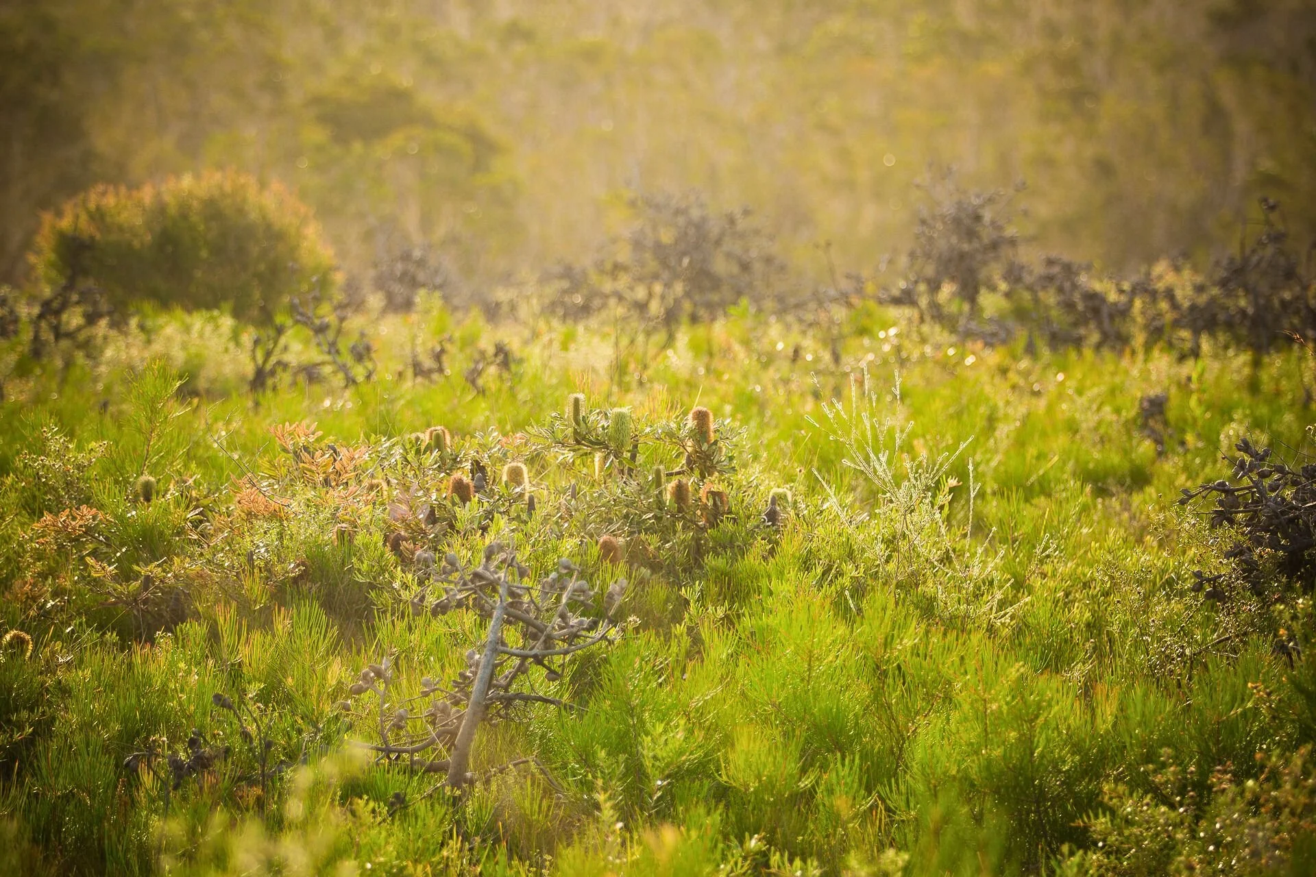 Banksias and native wildflowers in Australian coastal heath, forming the basis of a surface pattern design process rooted in observation.