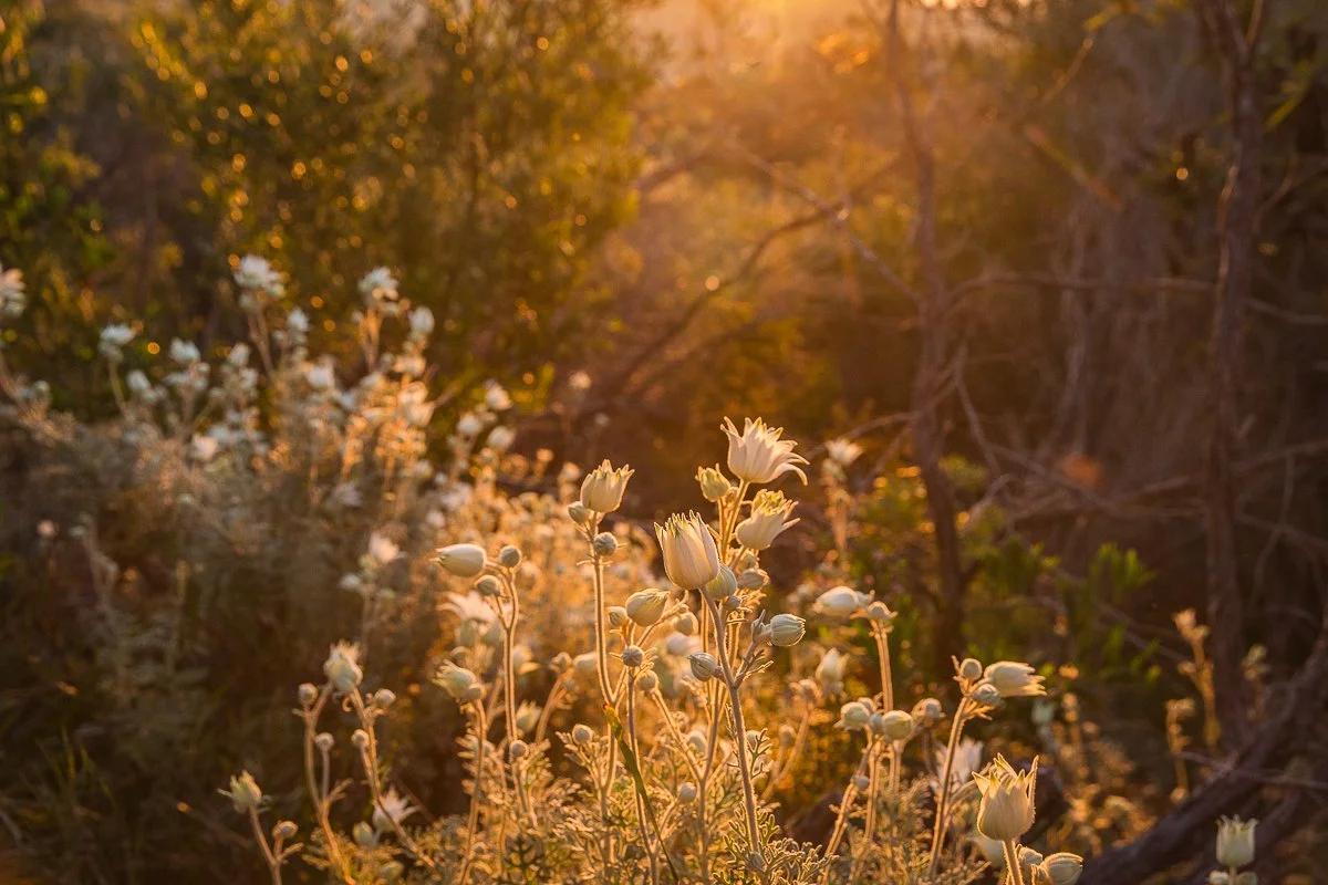 Flannel Flowers reaching up to the golden light of sunset - Forrester's Beach Coastal Trail, NSW Central Coast
