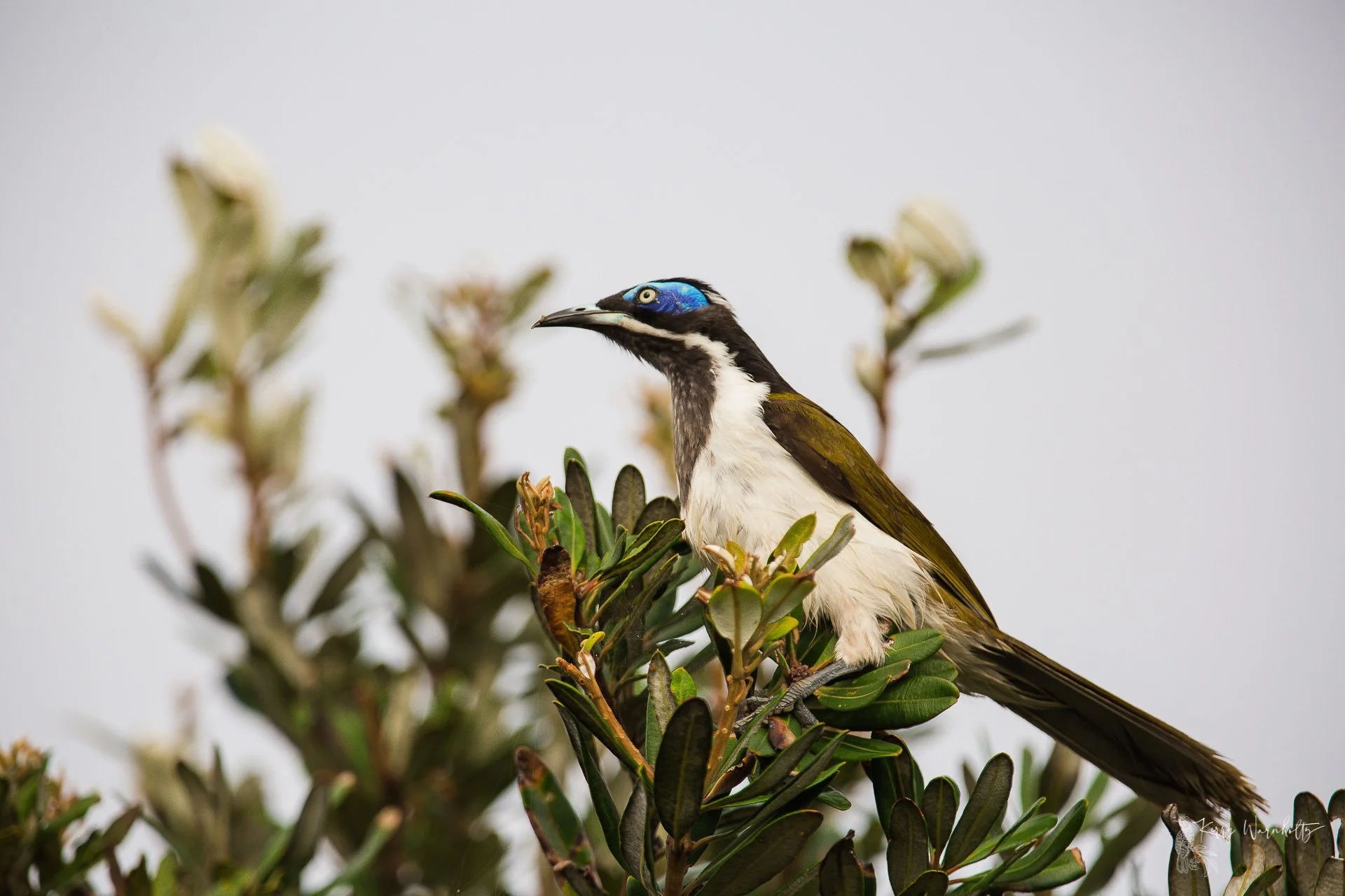 Blue-eyed Honeyeater - Yuraygir National Park, NSW