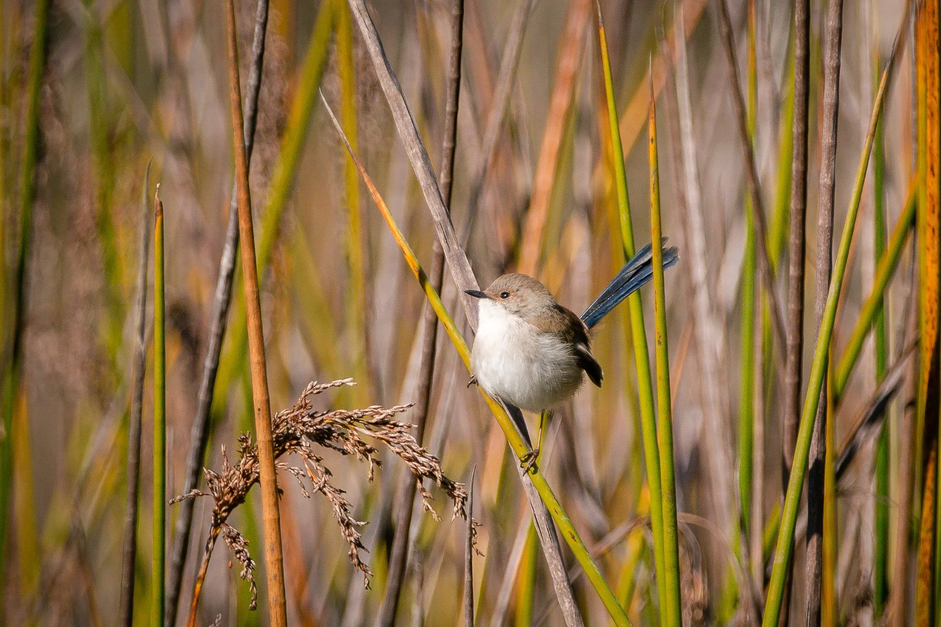 Female Splendid Fairy Wren - Pillar Valley, NSW