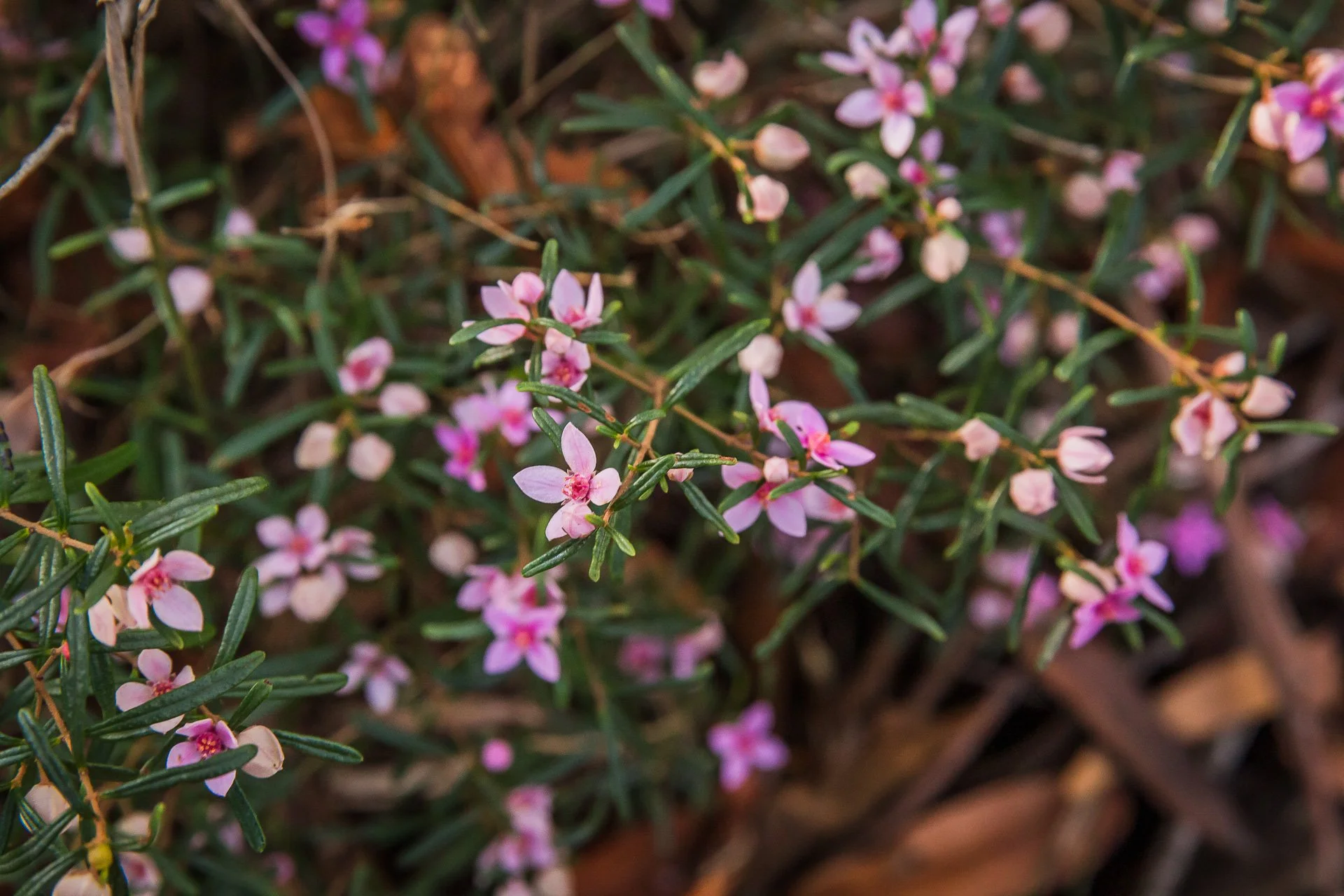 Pink Boronia - Peregian Springs, Sunshine Coast, Qld