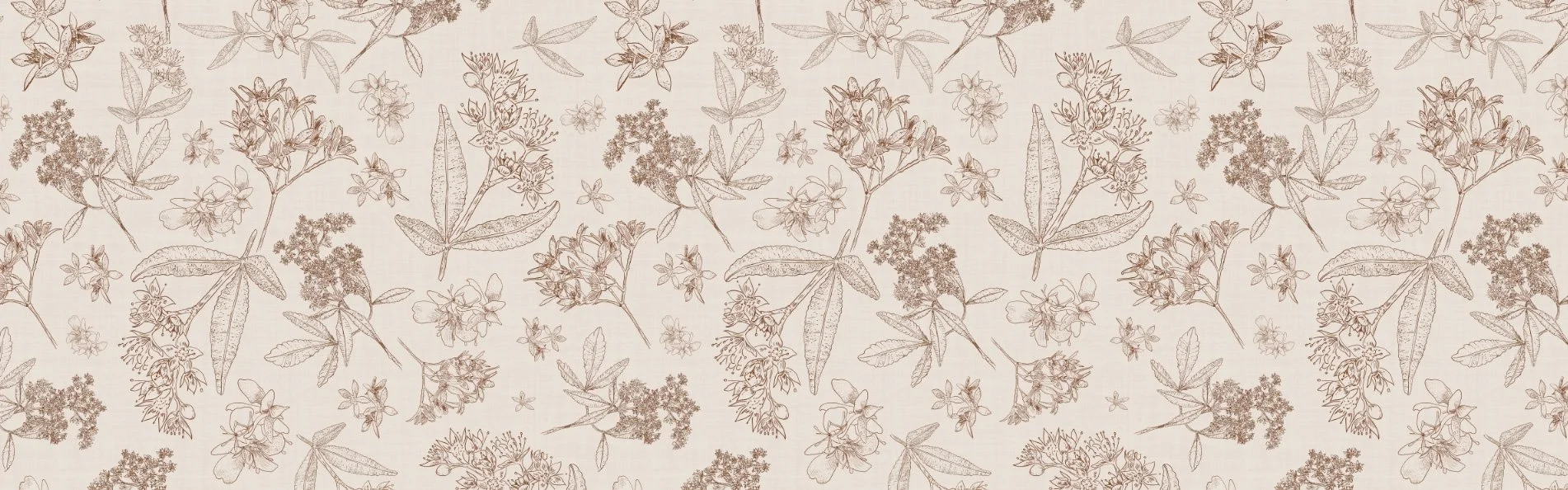 australian native flora hand drawn botanicals earthy brown-warm neutrals