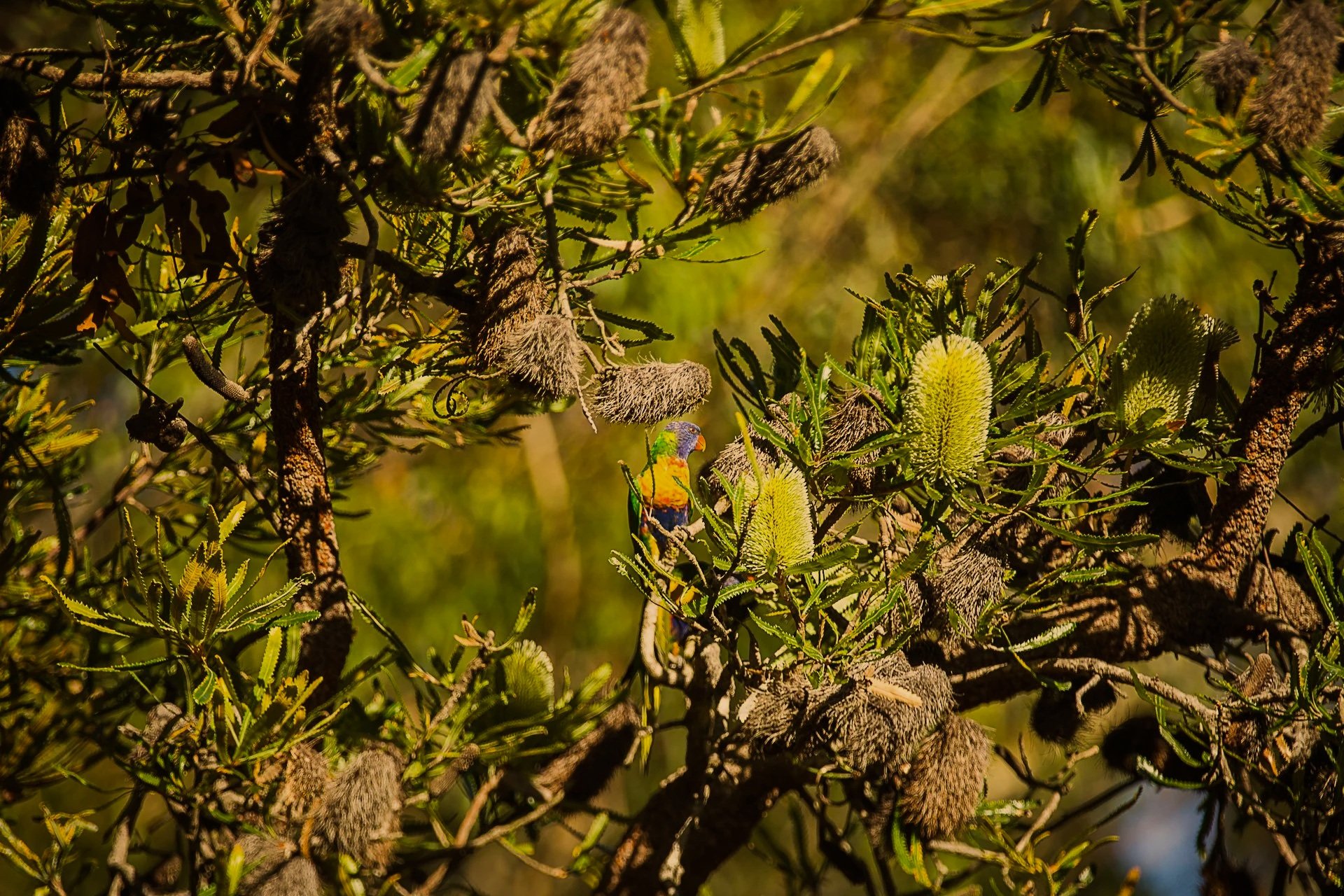 Rainbow Lorikeet feeding on Banksia flowers - Talouma, NSW
