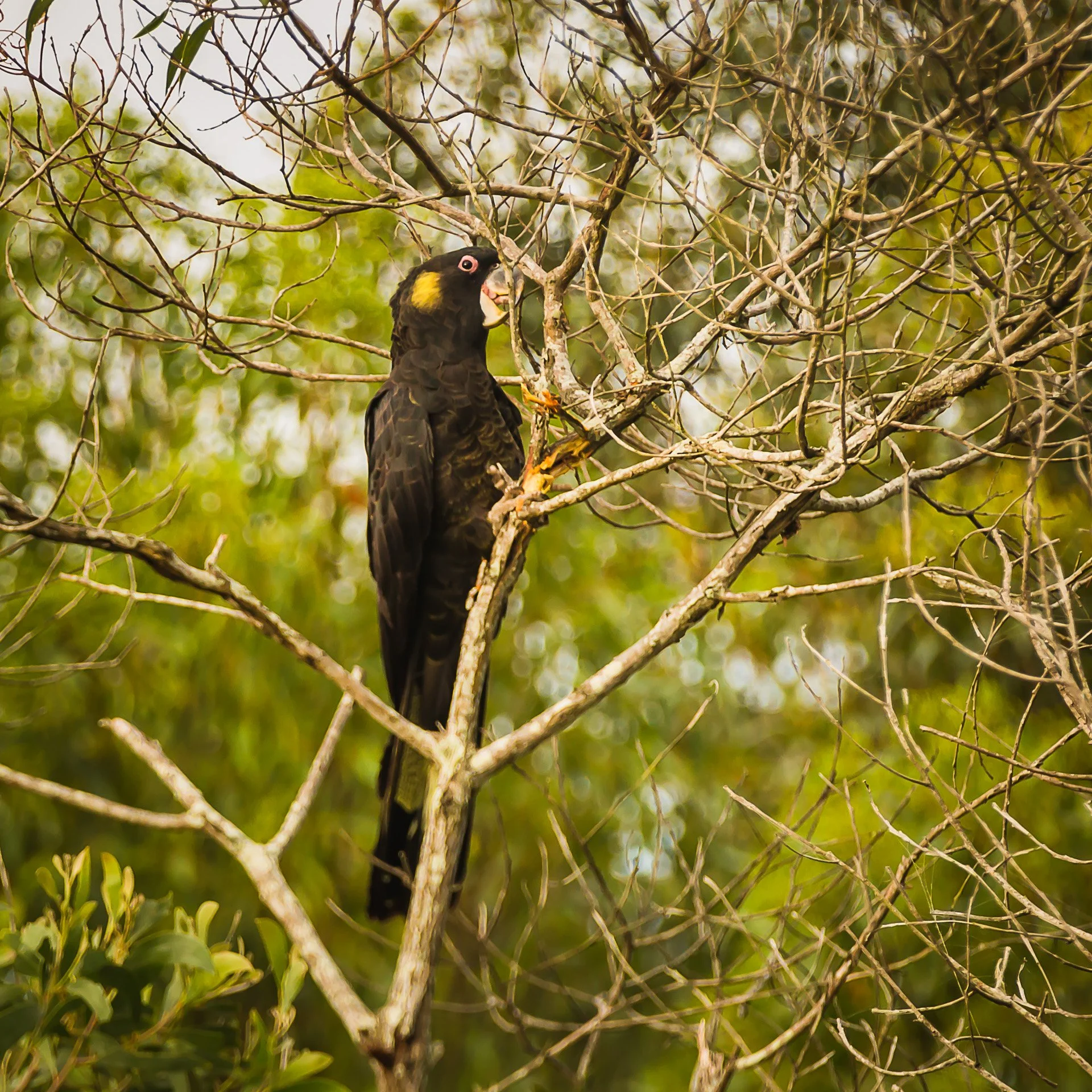 Yellow-tailed Black Cockatoo chewing the branches of a Casuarina tree - Logan, Qld
