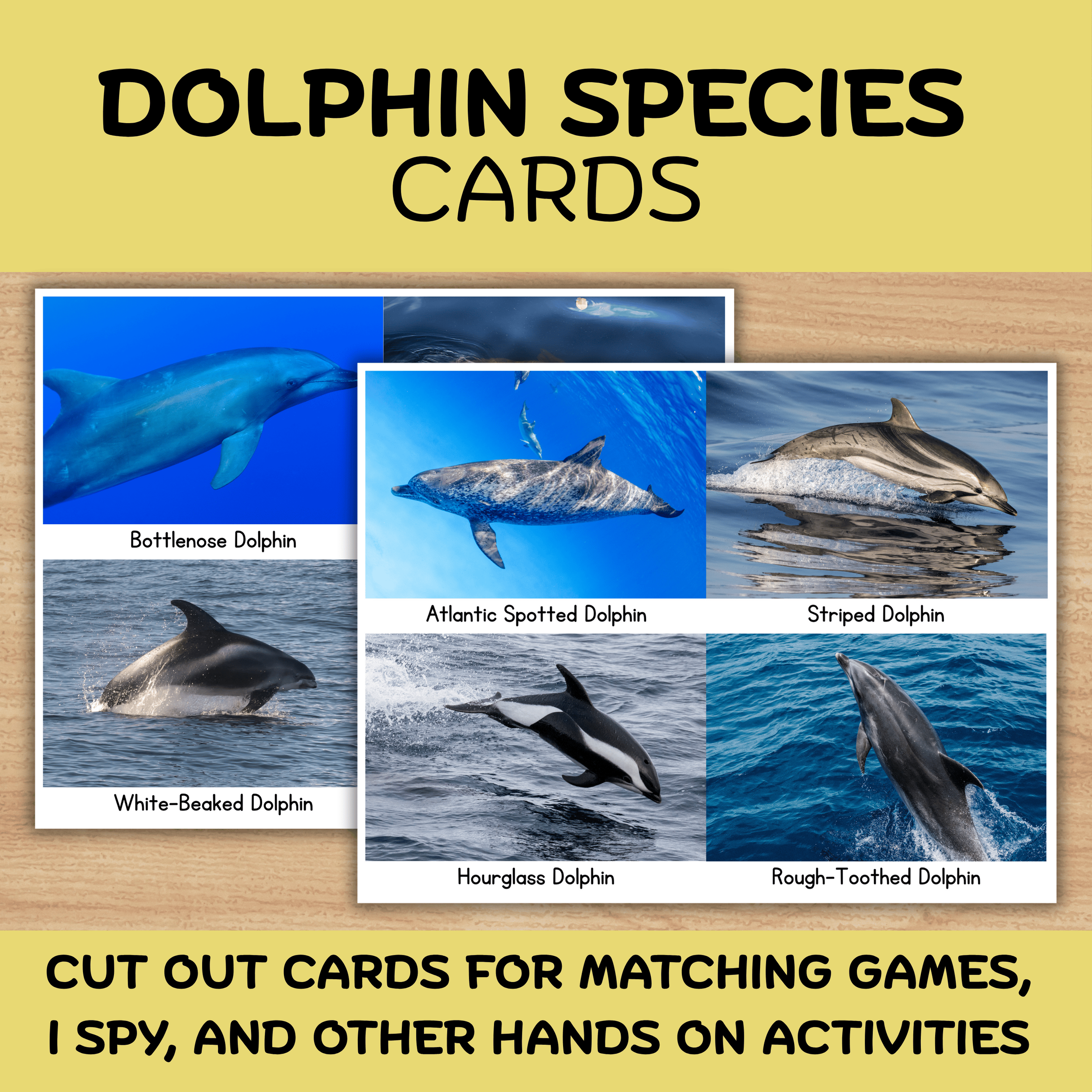 Dolphin Species Thumbnail.png