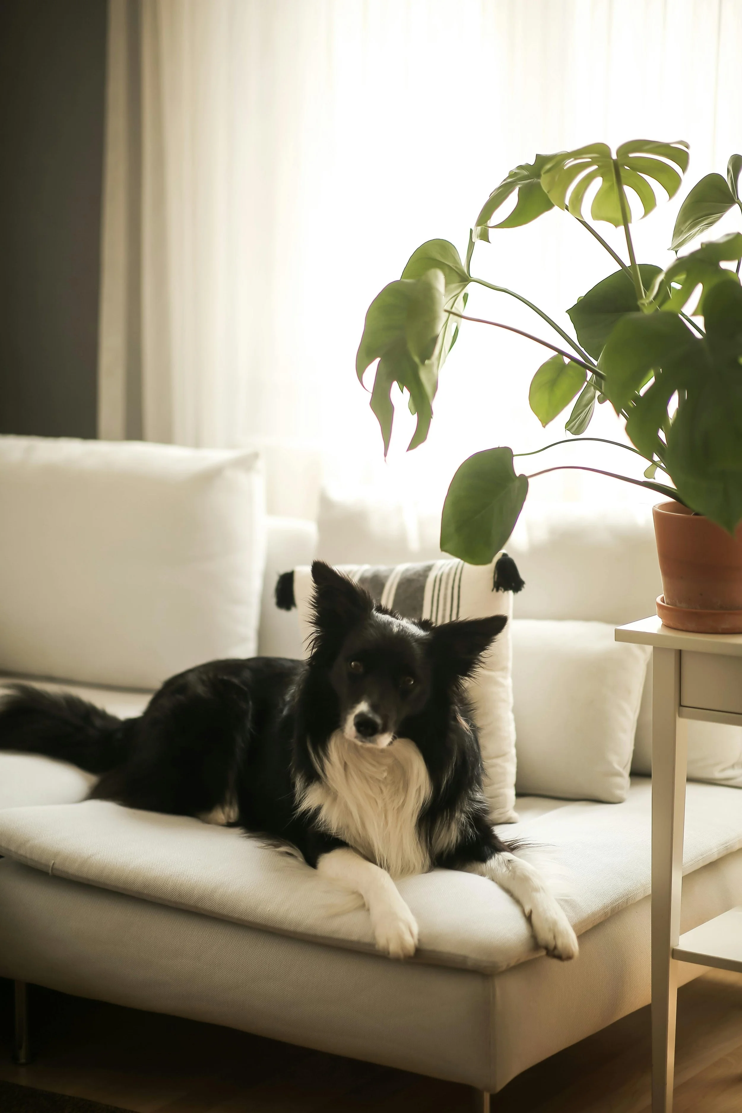 A black and white dog lying on a cream-colored couch near a potted plant in a bright living room. ThuroFlo has cleaned the dander and dog fur from pets in Southern California.
