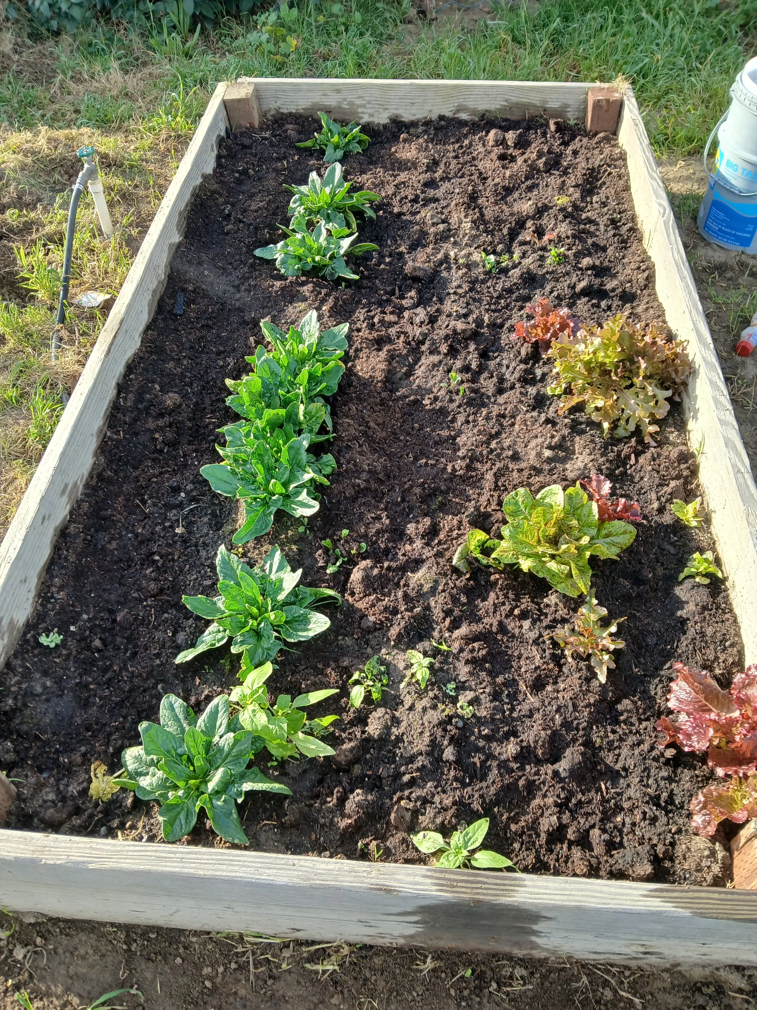 Cultivos de patio o jardín