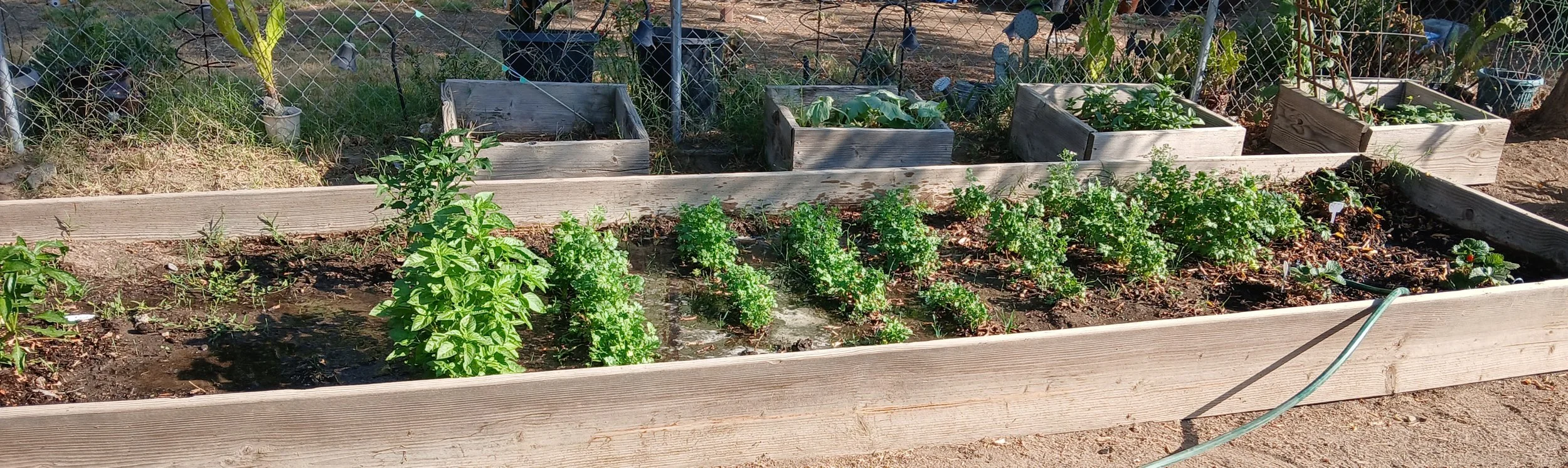 Cama de jardinería con plantas en el suelo. Rodeado de una cerca de madera.