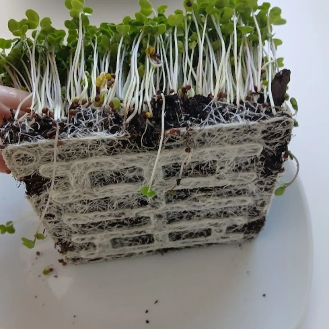 Brotes de microverduras verdes en crecimiento en tierra, muestra raíces blancas