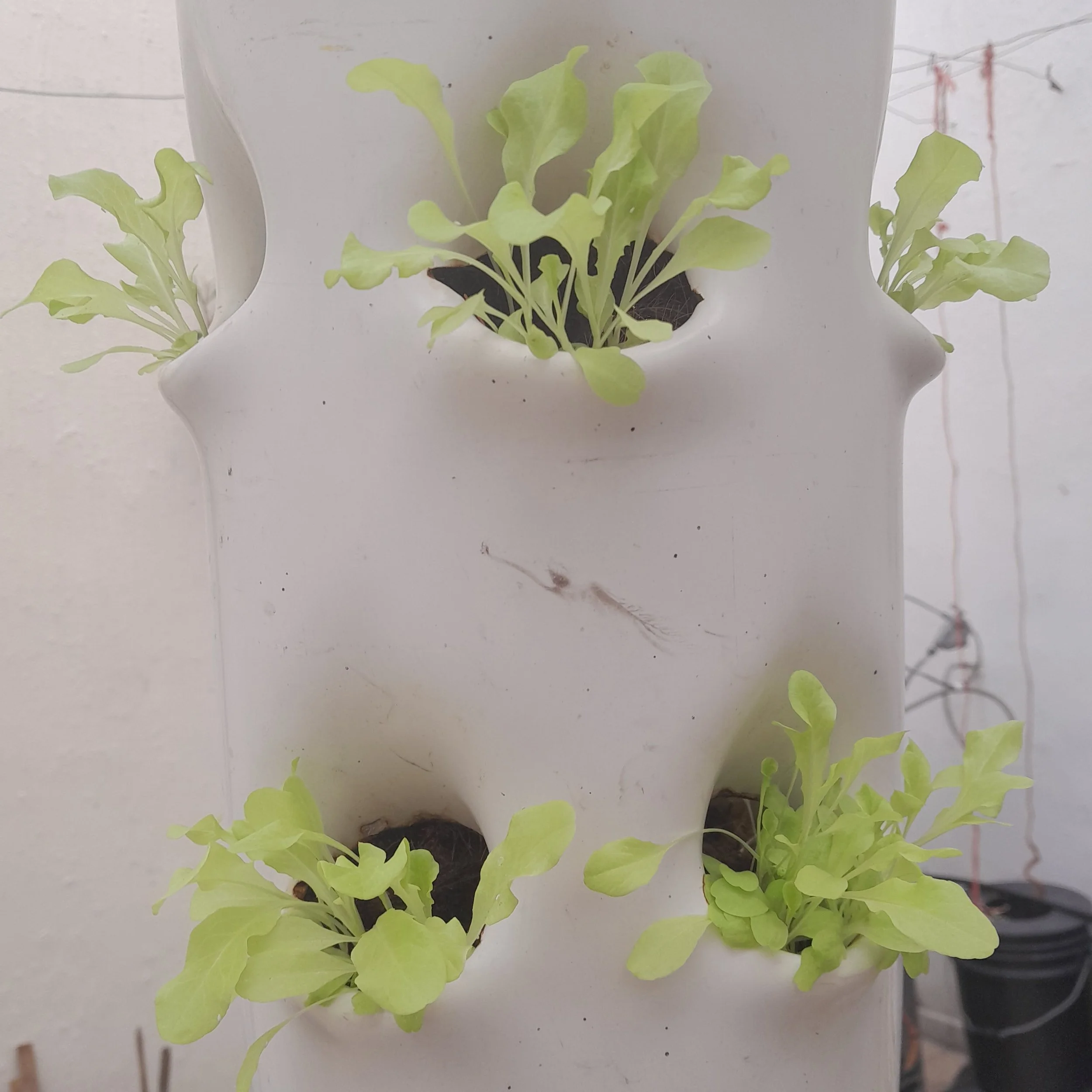 Plántulas de lechuga recién sembradas en una maceta blanca de plástico.