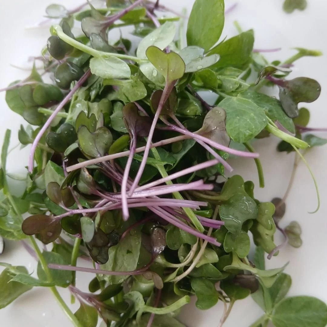 Mezcla de microverdes con hojas verdes y tallos finos, algunas con puntas moradas, gotas de agua en las hojas.