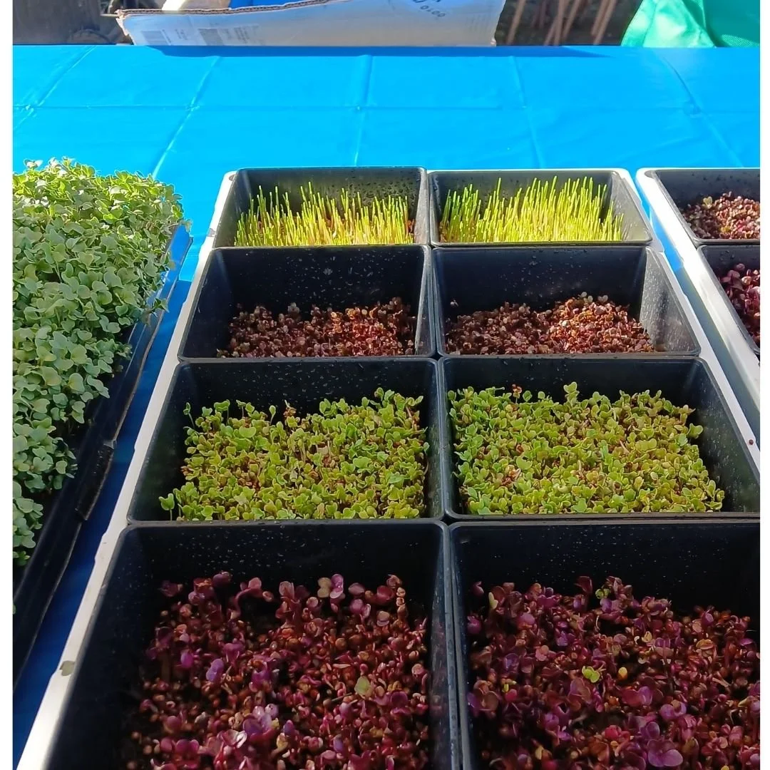 Micro vegetales o microgreens de color verde y rojo sobre bandeja blanca y a su vez bandejas pequeñas color negras sobre una superficie color azul.