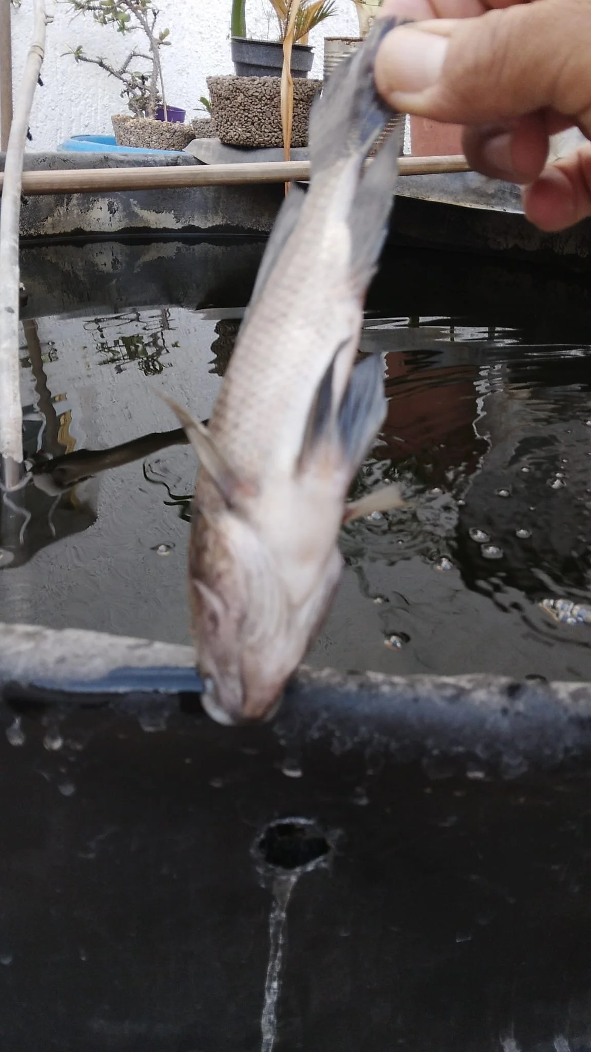 Pescado pequeño tomado por dedos humanos en primer plano, al fondo estanque negro con agua.