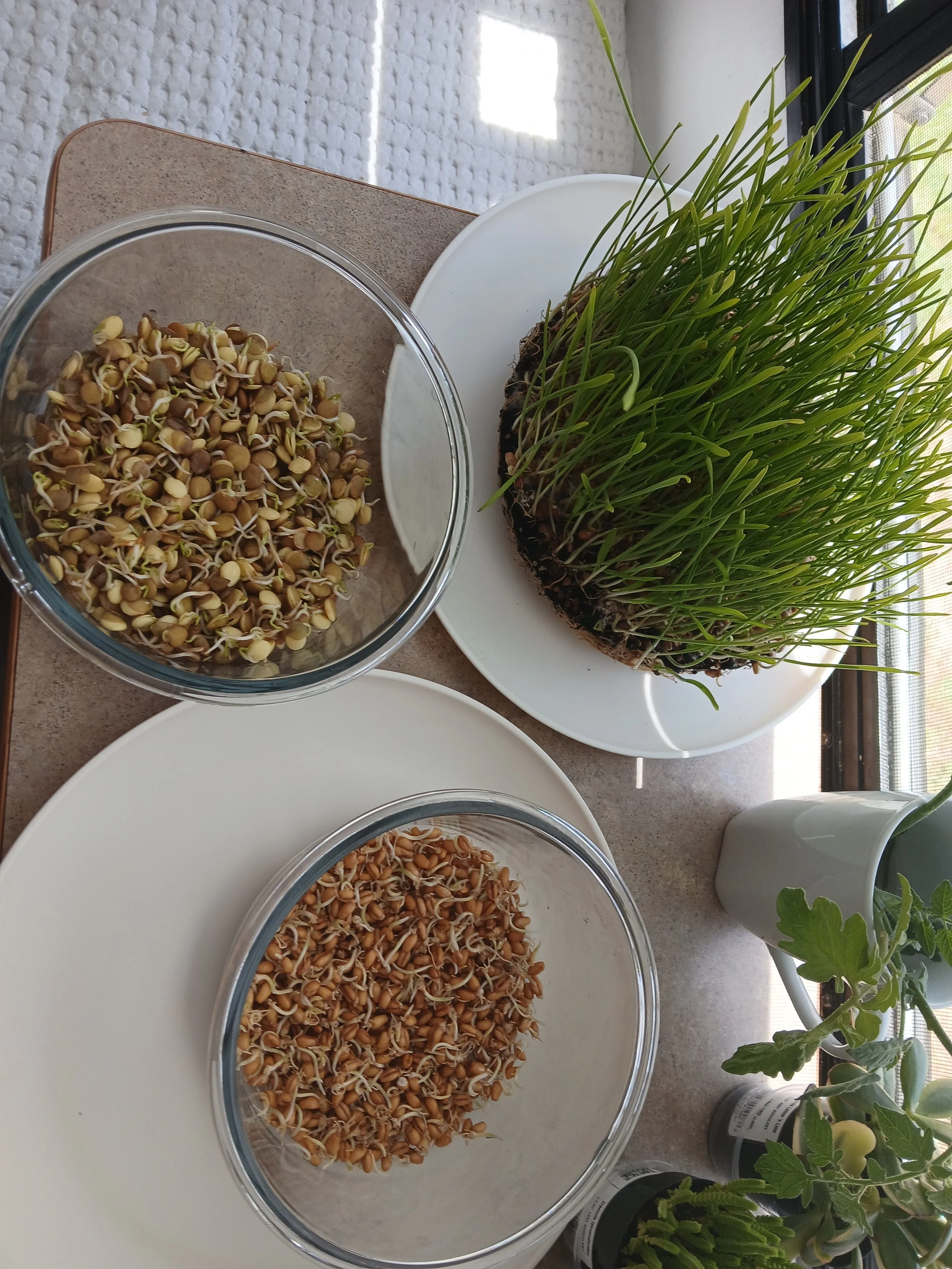 Plántulas de germinados en un recipiente de vidrio, varias semillas germinadas en diferentes estados, en un ambiente con plantas y una habitación con ventana con malla.