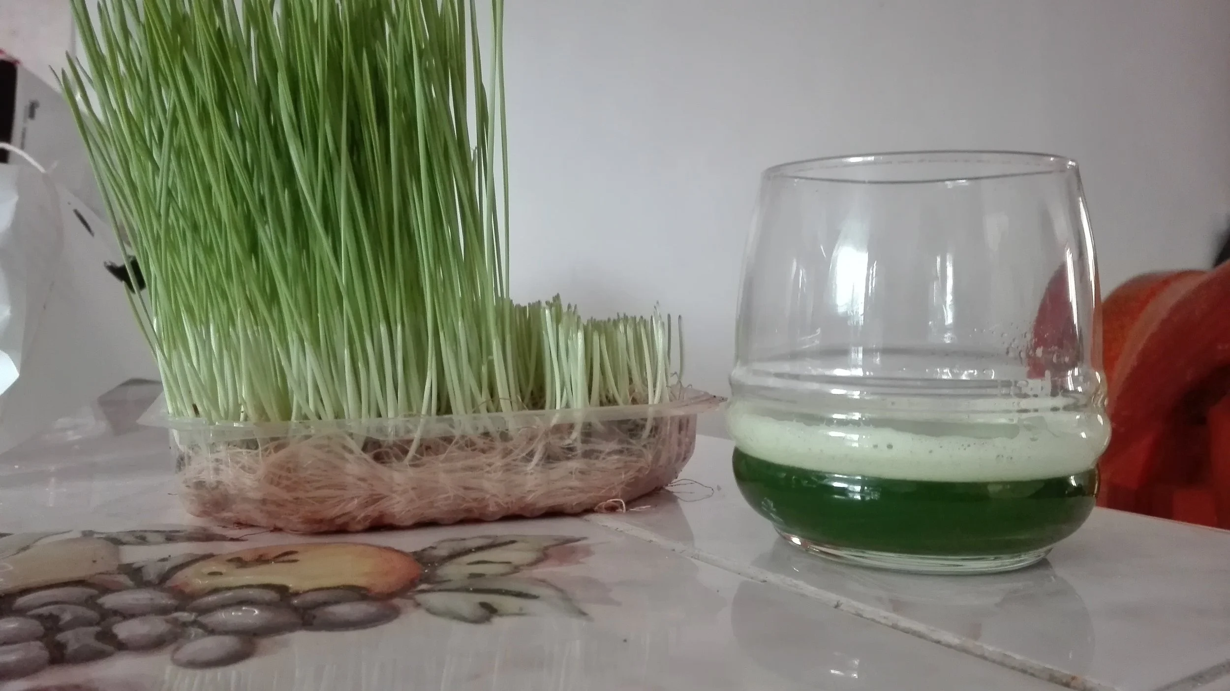 Planta de  pasto de trigo, un vaso con jugo verde, sobre una mesa.