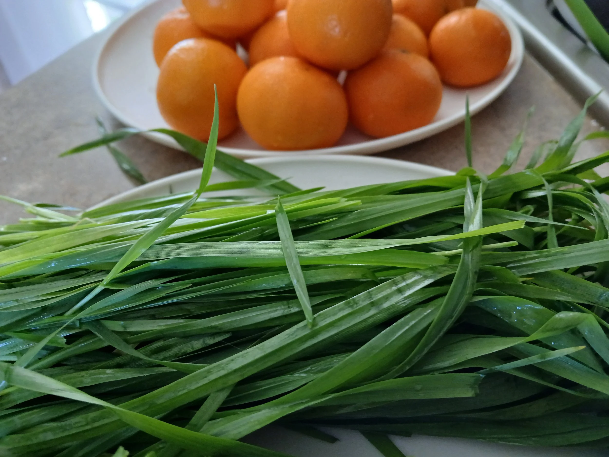 Un plato con naranjas y un manojo de pasto de trigo tierno y verde.