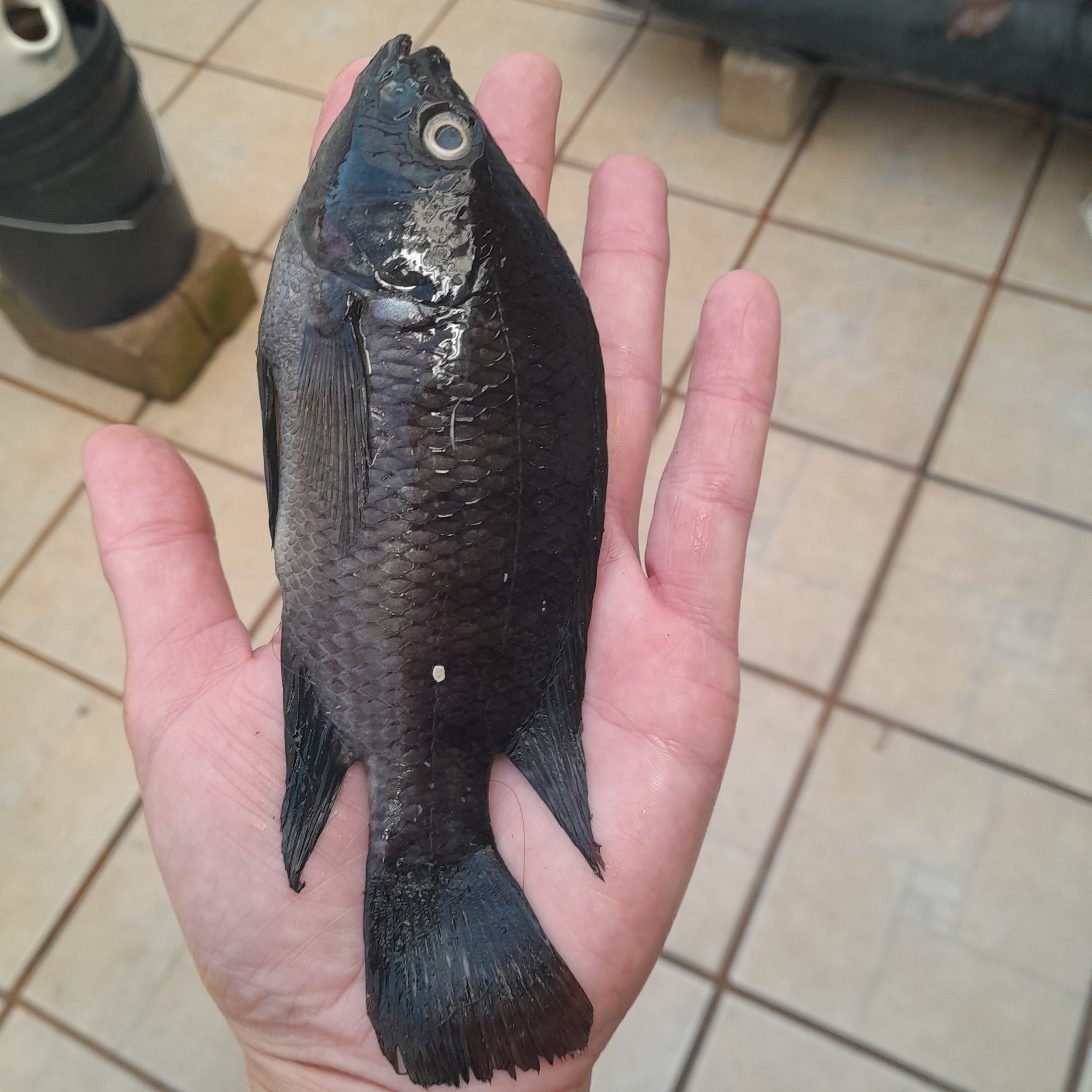 Un pez negro con ojos grandes y cuerpo alargado que está en una mano humana.