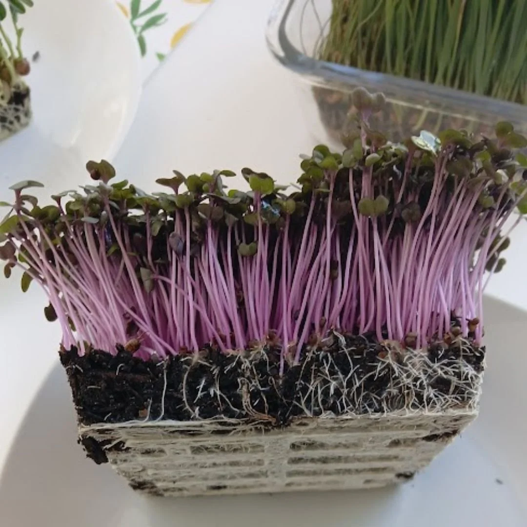 Microgreens de col morada sobre superficie blanca, que muestra raíces blancas en primer plano y al fondo plato con pasto verde
