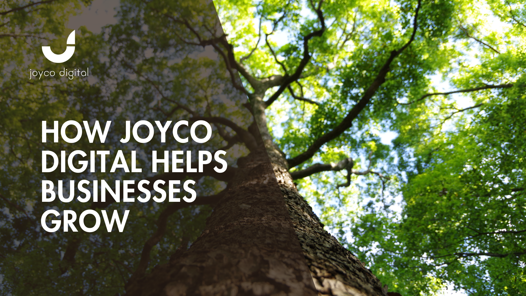 Bellingham SEO Agency: How Joyco Digital Helps Local Businesses Grow