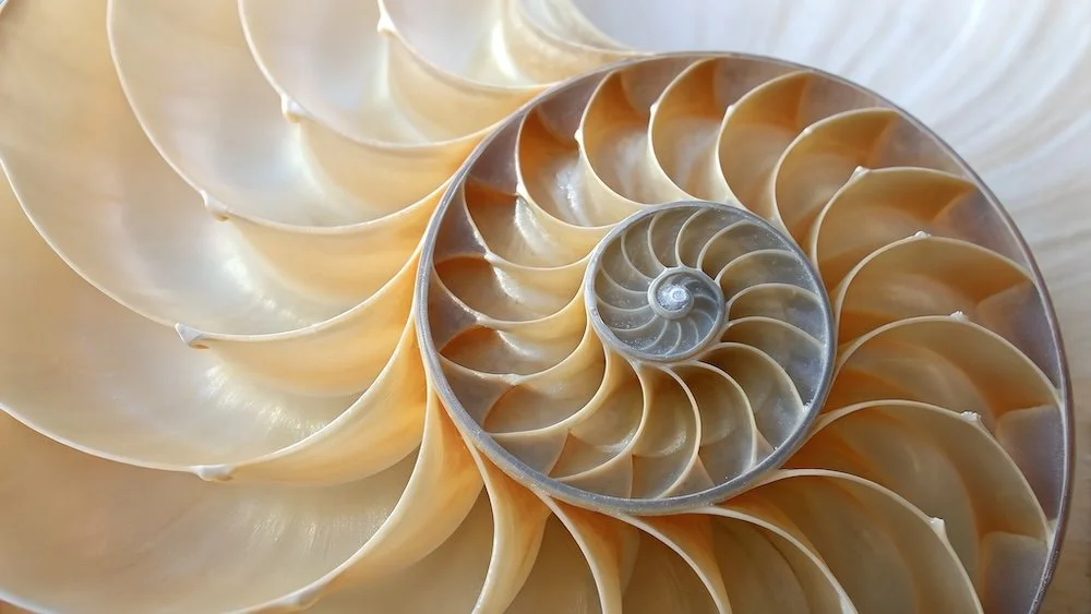 Close-up of a nautilus shell showcasing its intricate spiral structure and pearly interior.