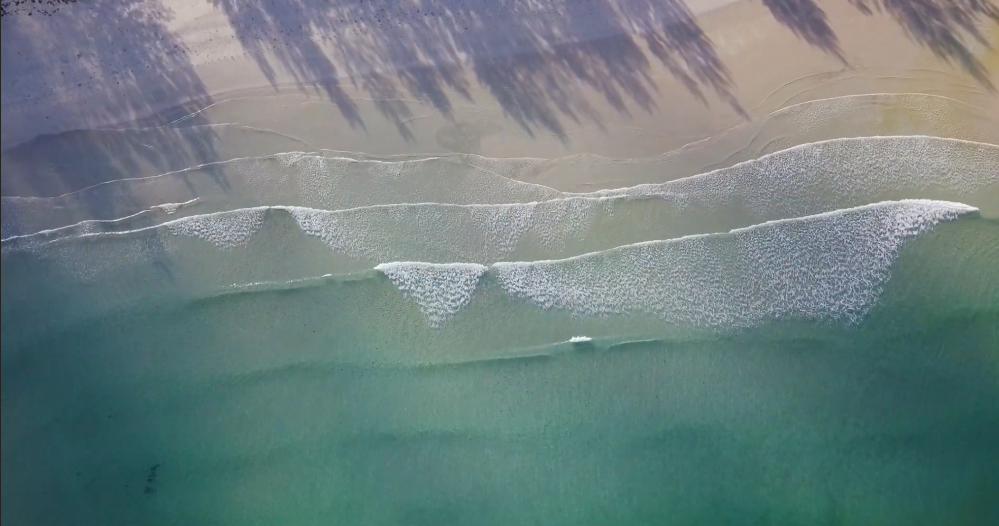 Teena Dunn - The Natura Path.png