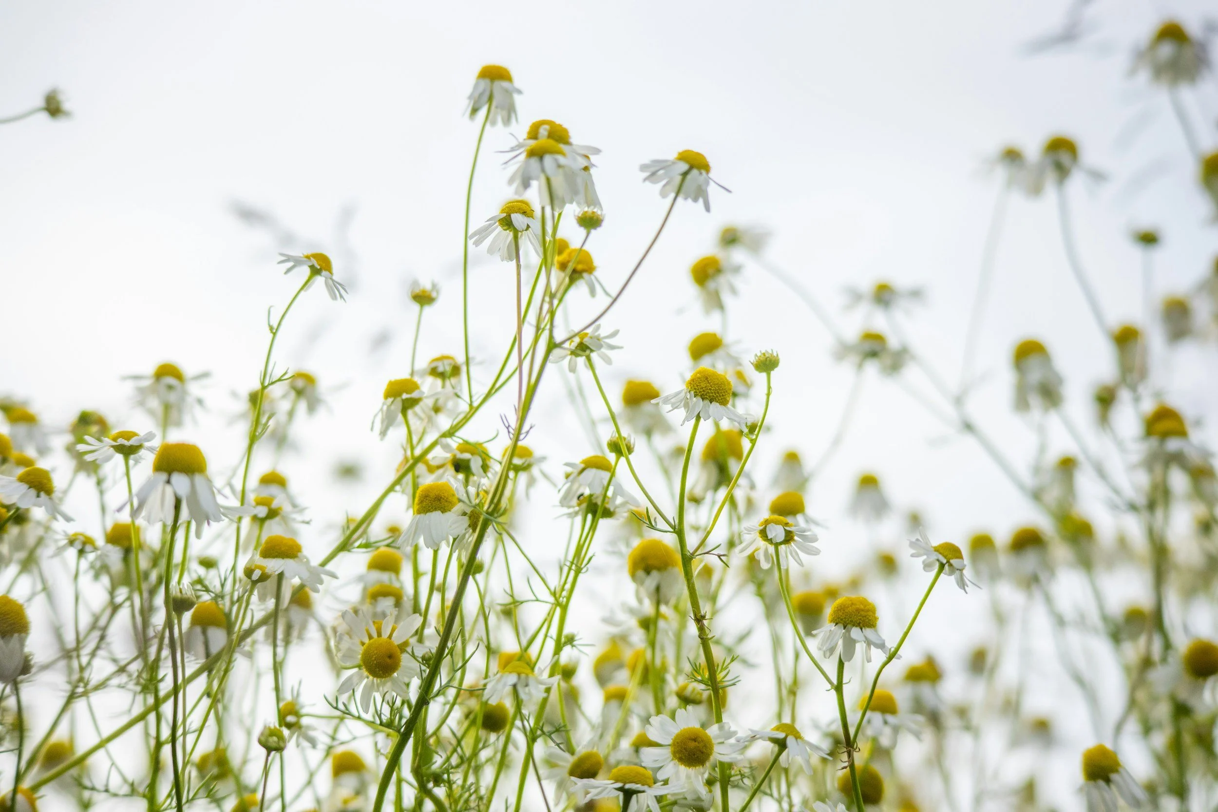 A field of blooming daisies with white petals and yellow centers, viewed from below against a bright sky.