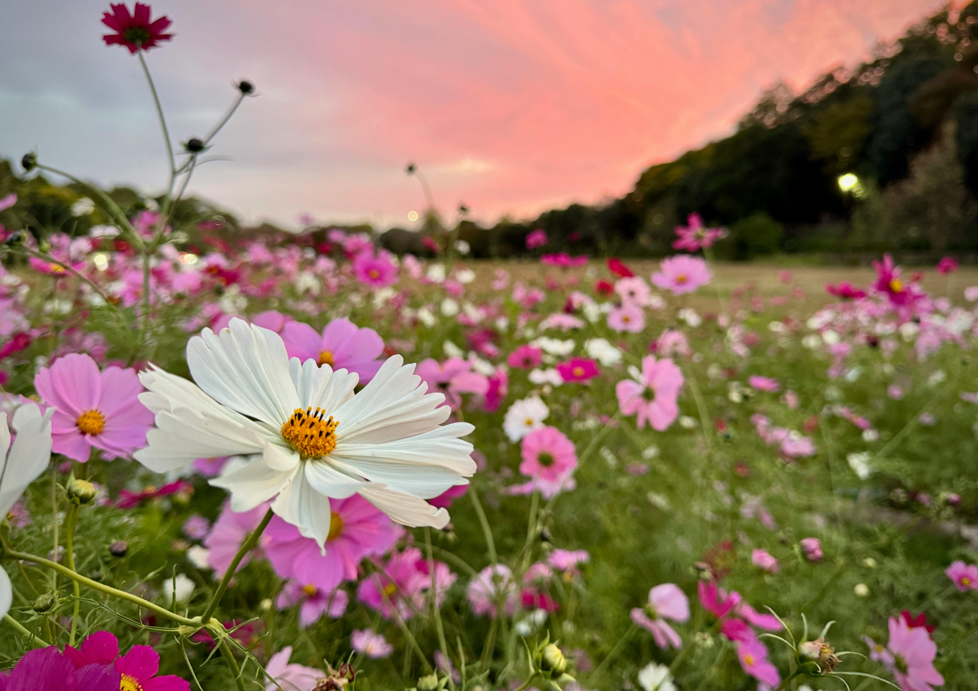 A field of pink and white flowers with a colorful sunset sky in the background.