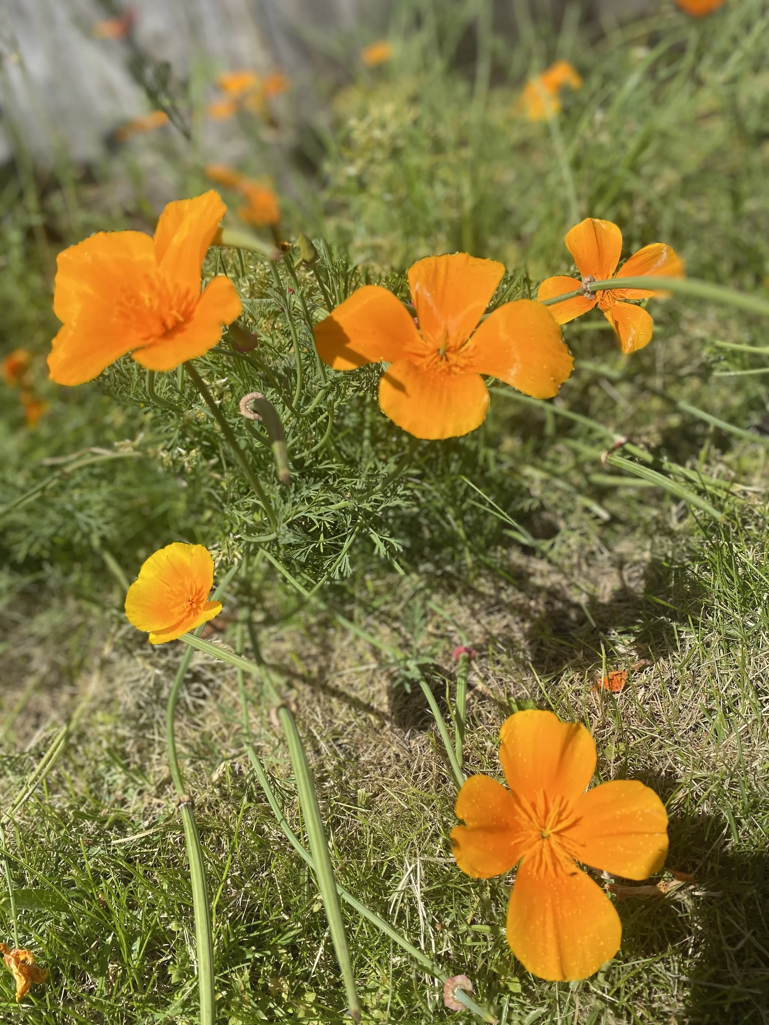 January 16th Women's Circle