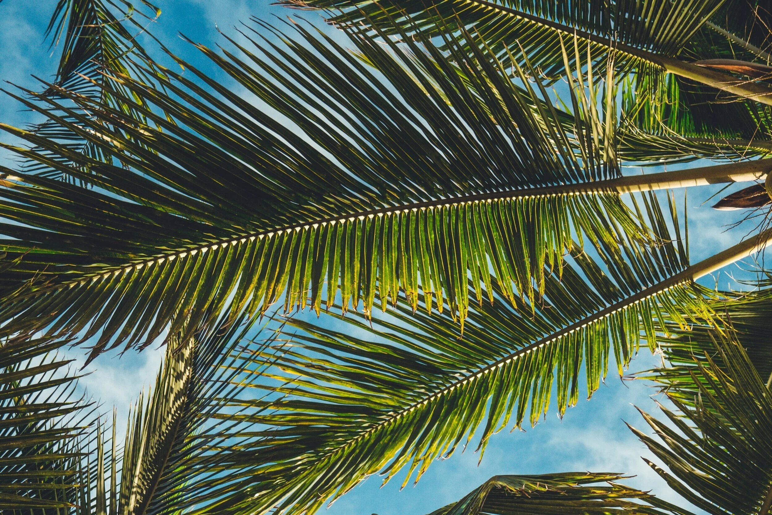 Meet Our Team - Elena Lucero