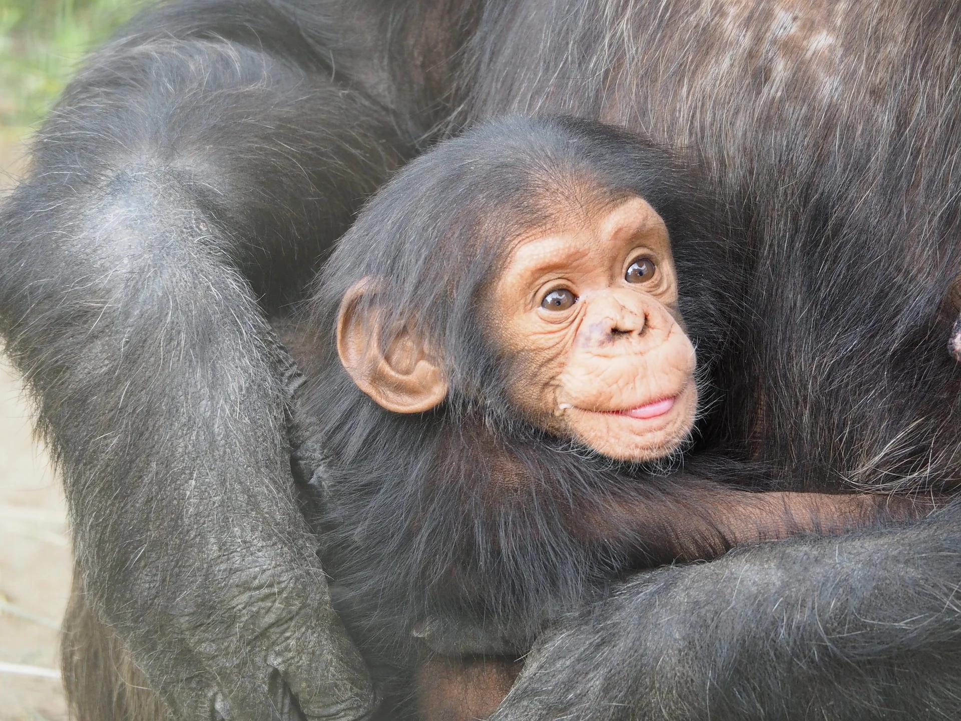 Chimpanzees, Parenting, and Fun