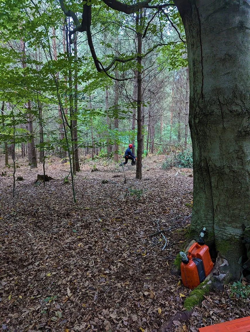 A person wearing a red helmet and dark clothing is climbing or hanging onto a tree in a dense forest. The forest floor is covered with leaves, and there is an orange chainsaw placed at the base of a large tree on the right side of the image.