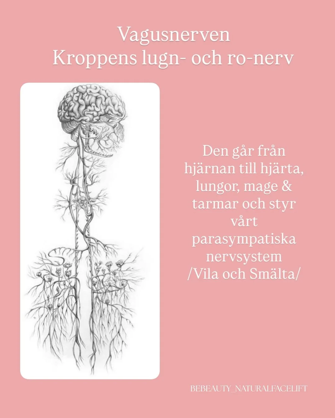 🧠 VAGUSNERVEN 🫀 Visste du att nacksp&auml;nningar kan st&ouml;ra vagusnerven?

Vagusnerven g&aring;r fr&aring;n hj&auml;rnan genom nacken vidare till hj&auml;rta, lungor &amp; mage.

N&auml;r nacken &auml;r sp&auml;nd kan nerven f&aring; sv&aring;r