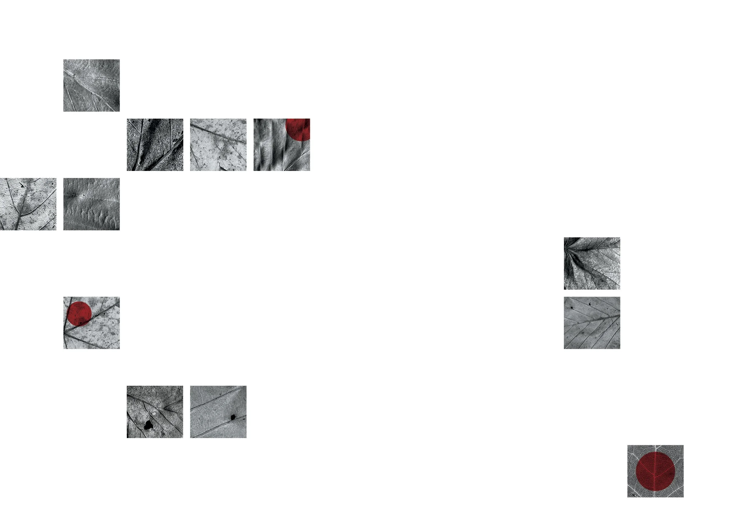 moth_4.jpg