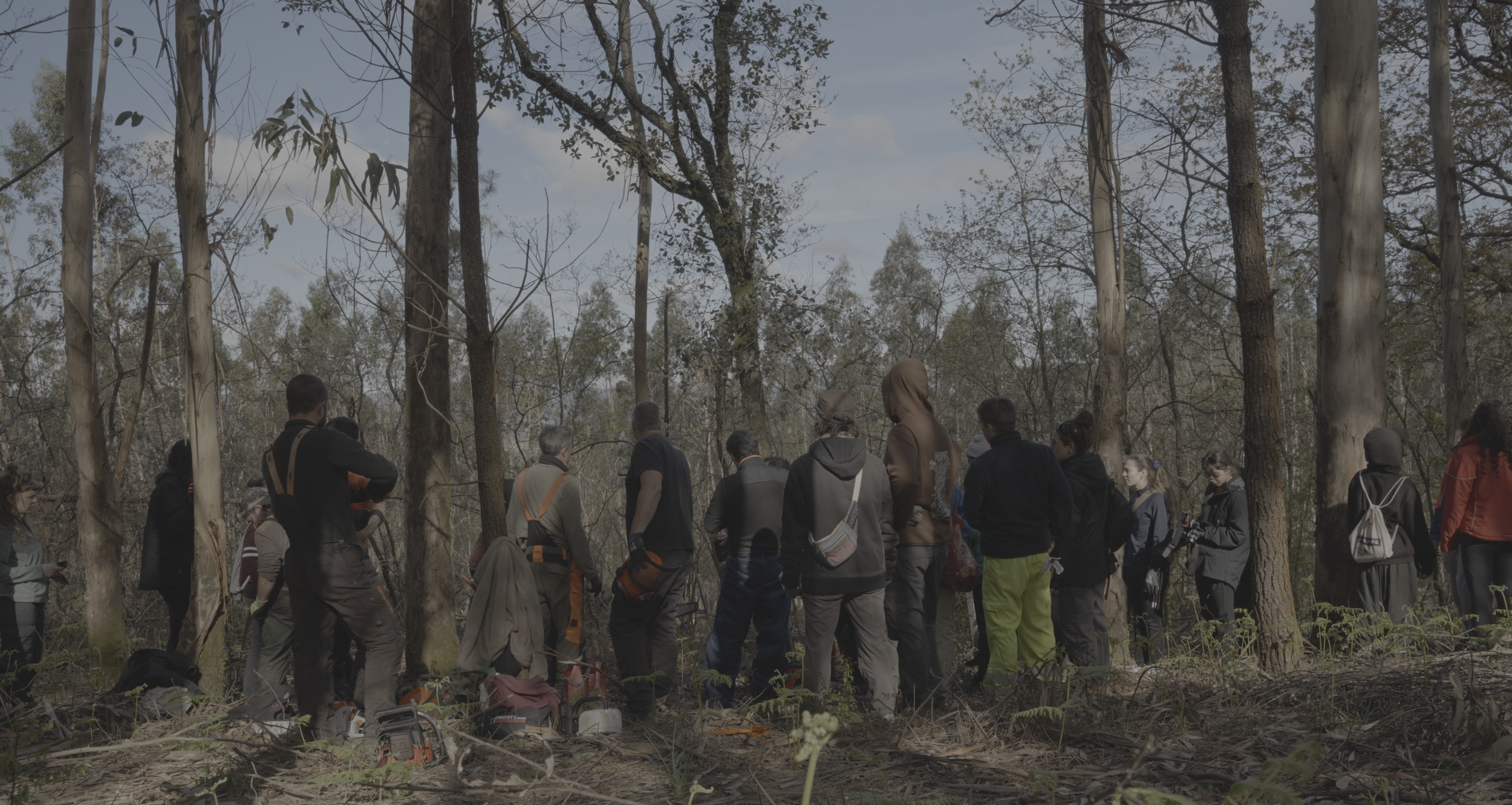 Participants gathered in a eucalyptus plantation during a Brigadas Deseucaliptizadoras action in Galicia, 2026.