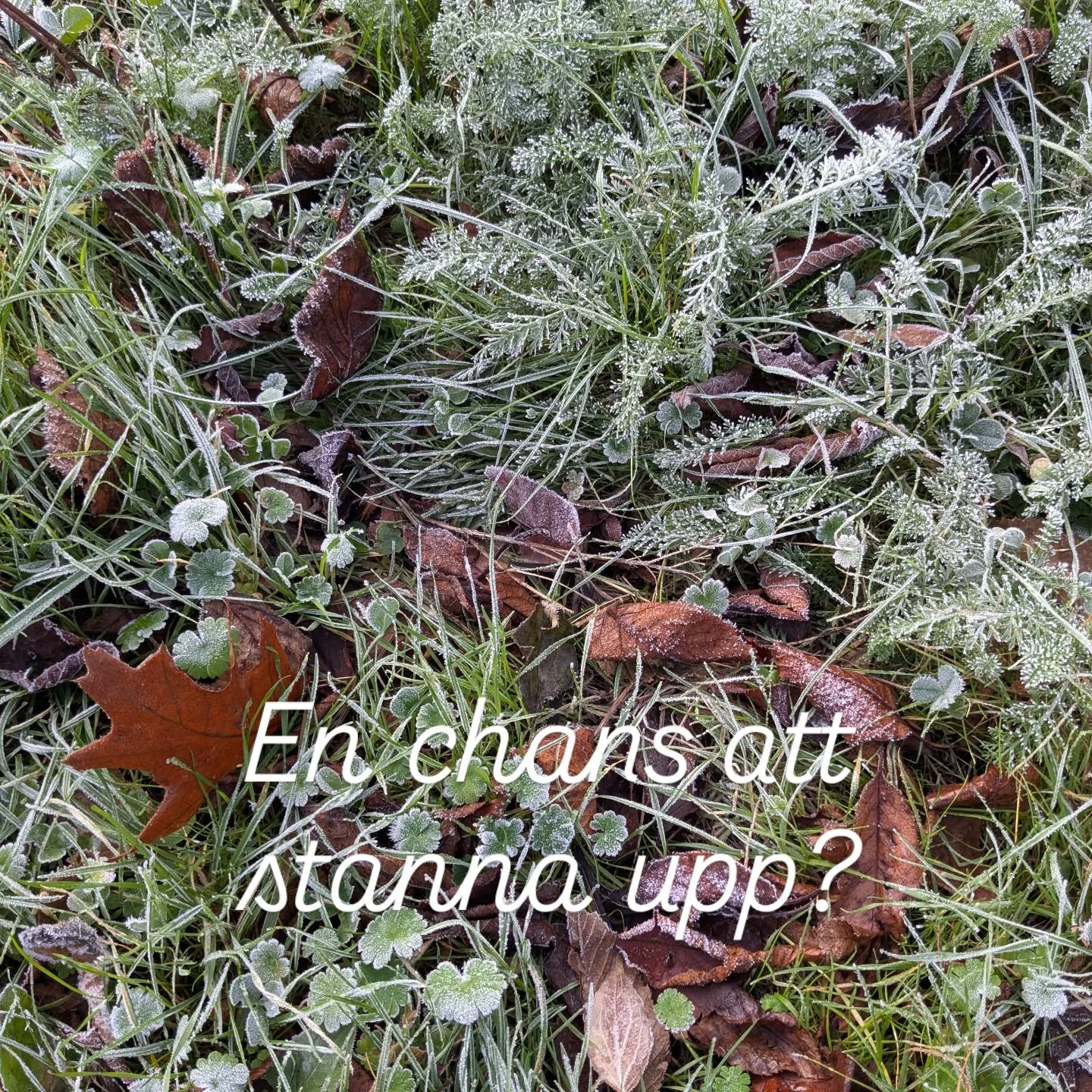 ✨Advents- och juletid kan l&auml;tt bli en tid av stress, krav och fulla kalendrar.&nbsp;

N&auml;r allt omkring oss idag ropar skala upp kan vi faktiskt v&auml;lja att g&ouml;ra tv&auml;rtom. Att skala ned. Att medvetet v&auml;lja det som k&auml;nns