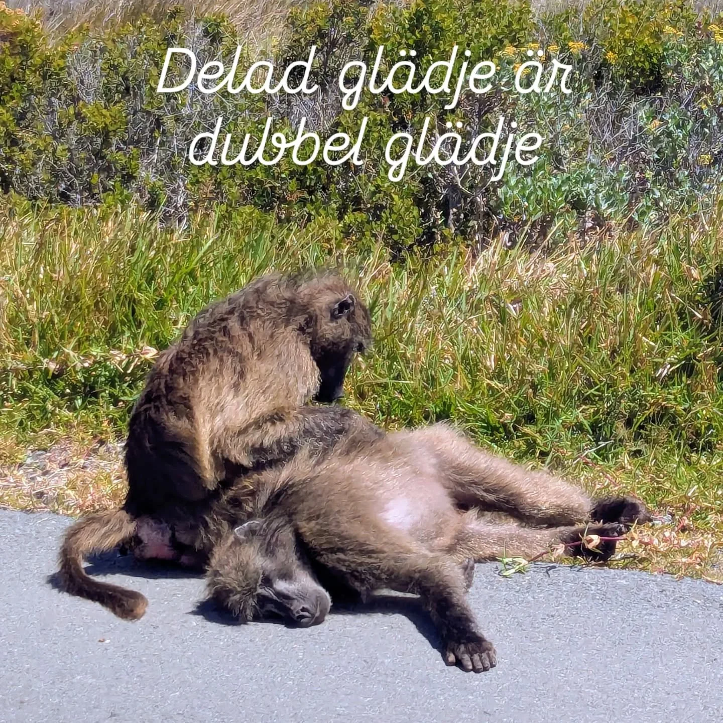 🦧 Vilken dr&ouml;m att f&aring; vara den d&auml;r babianen som ligger d&auml;r och blir ompysslad... Att bli omh&auml;ndertagen &auml;r ett av v&aring;ra mest grundl&auml;ggande behov. Men omsorg &auml;r inte bara n&aring;got vi m&aring;r bra av att