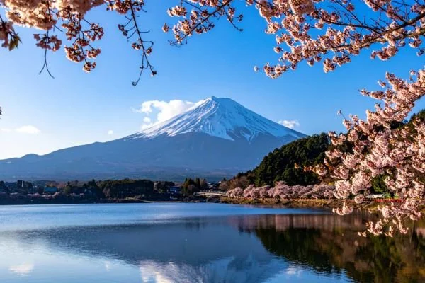 Mount Fuji with snow on top, cherry blossoms in full bloom, and a lake reflecting the scenery
