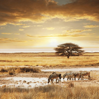 Safari & Wildlife