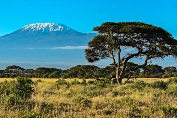 A landscape with a large tree in the foreground, grassy plain, and Mount Kilimanjaro with a snow-capped peak in the background.