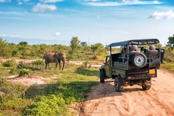 An open-air safari vehicle driving on a dirt road past a grazing elephant in a grassy and bushy landscape with trees and a blue sky.