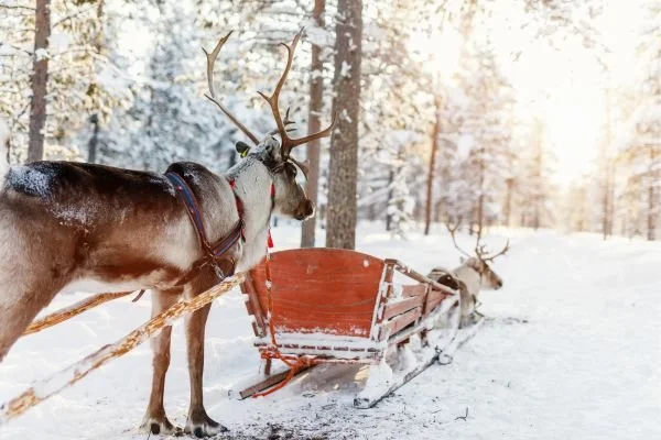 Lapland & Arctic Adventures