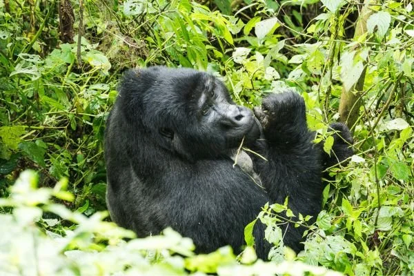 A gorilla sitting among dense green jungle foliage, with one arm raised and its hand near its mouth.