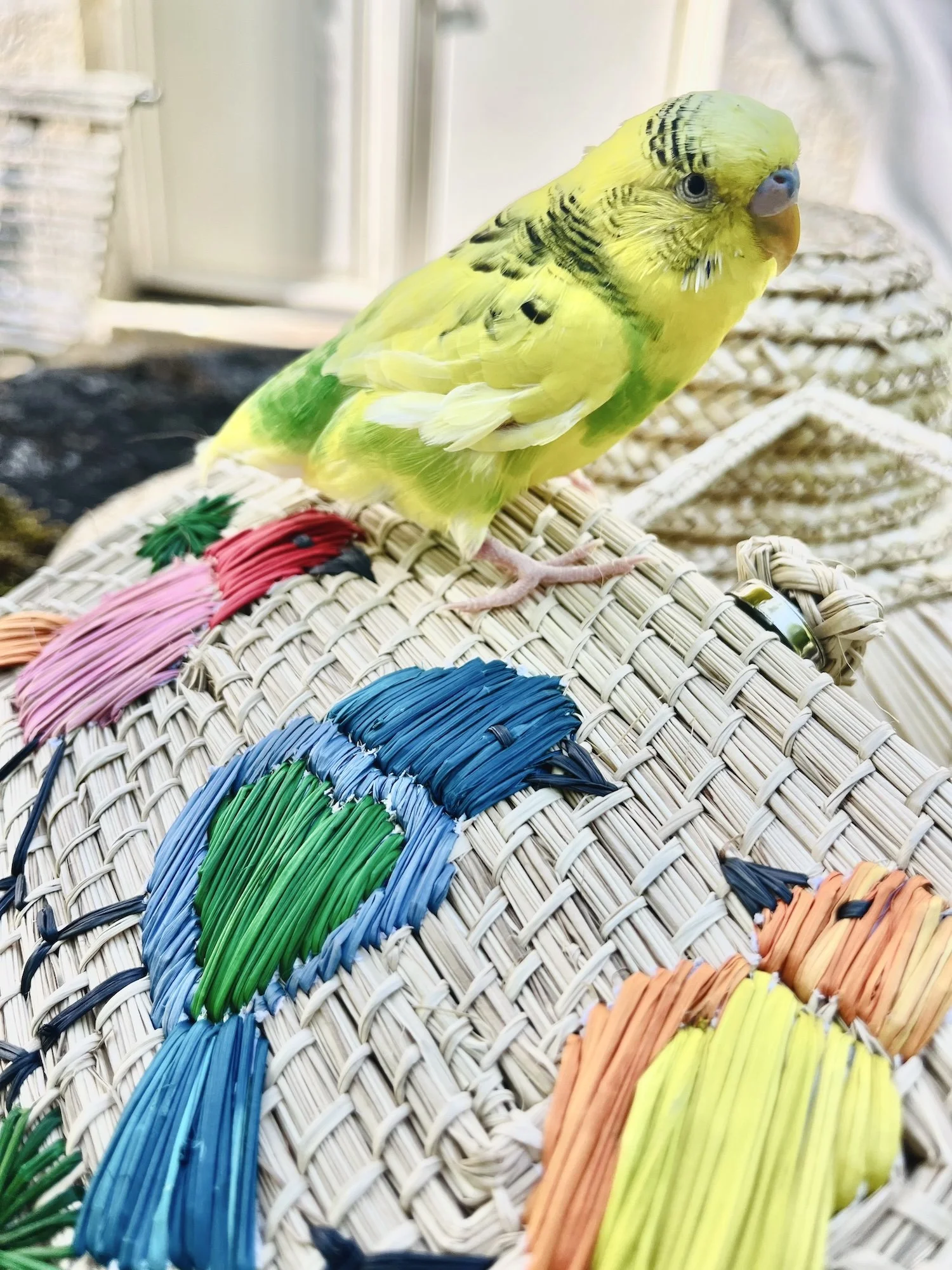 The Aviary Bag