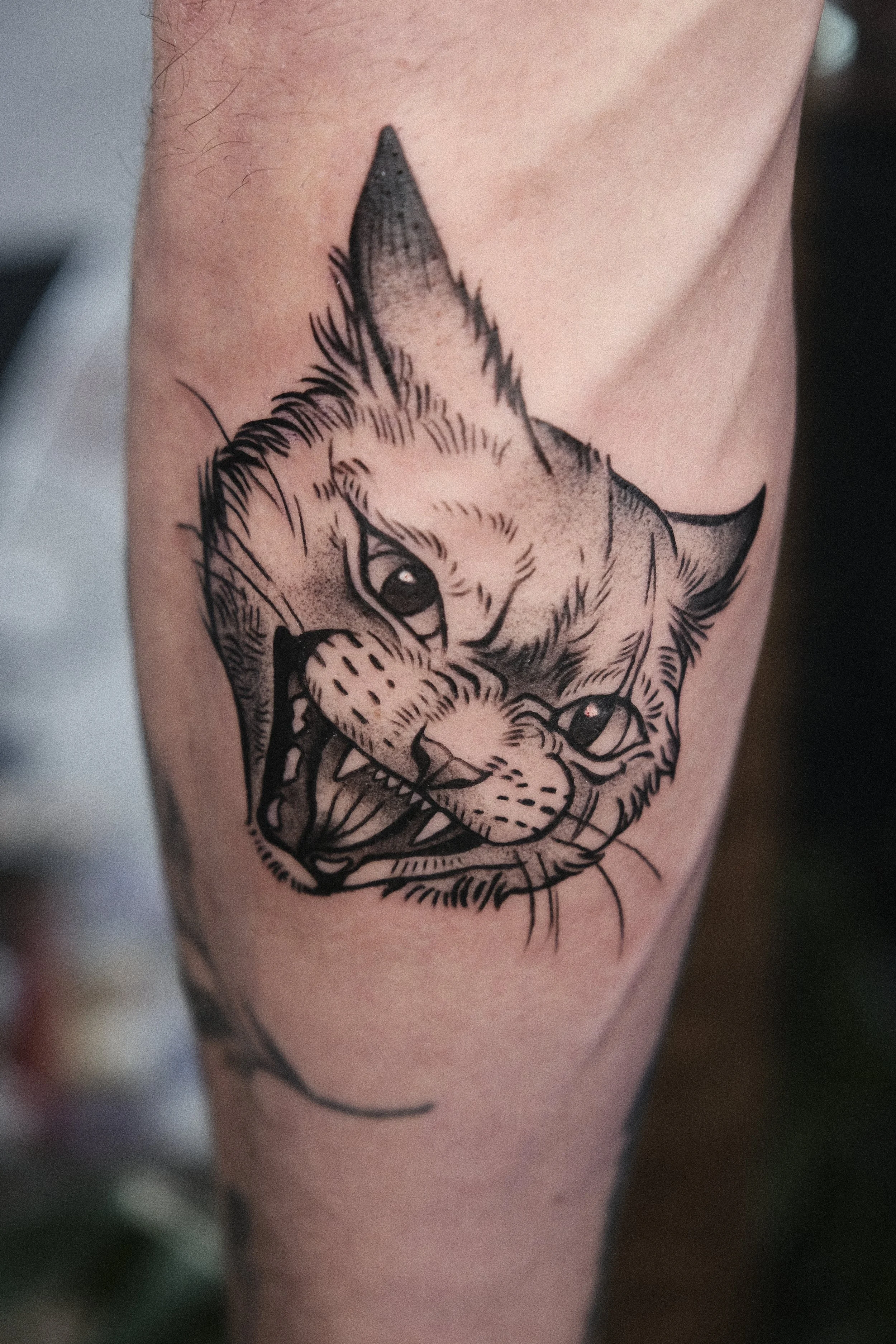 Gatinho assanhado.JPG