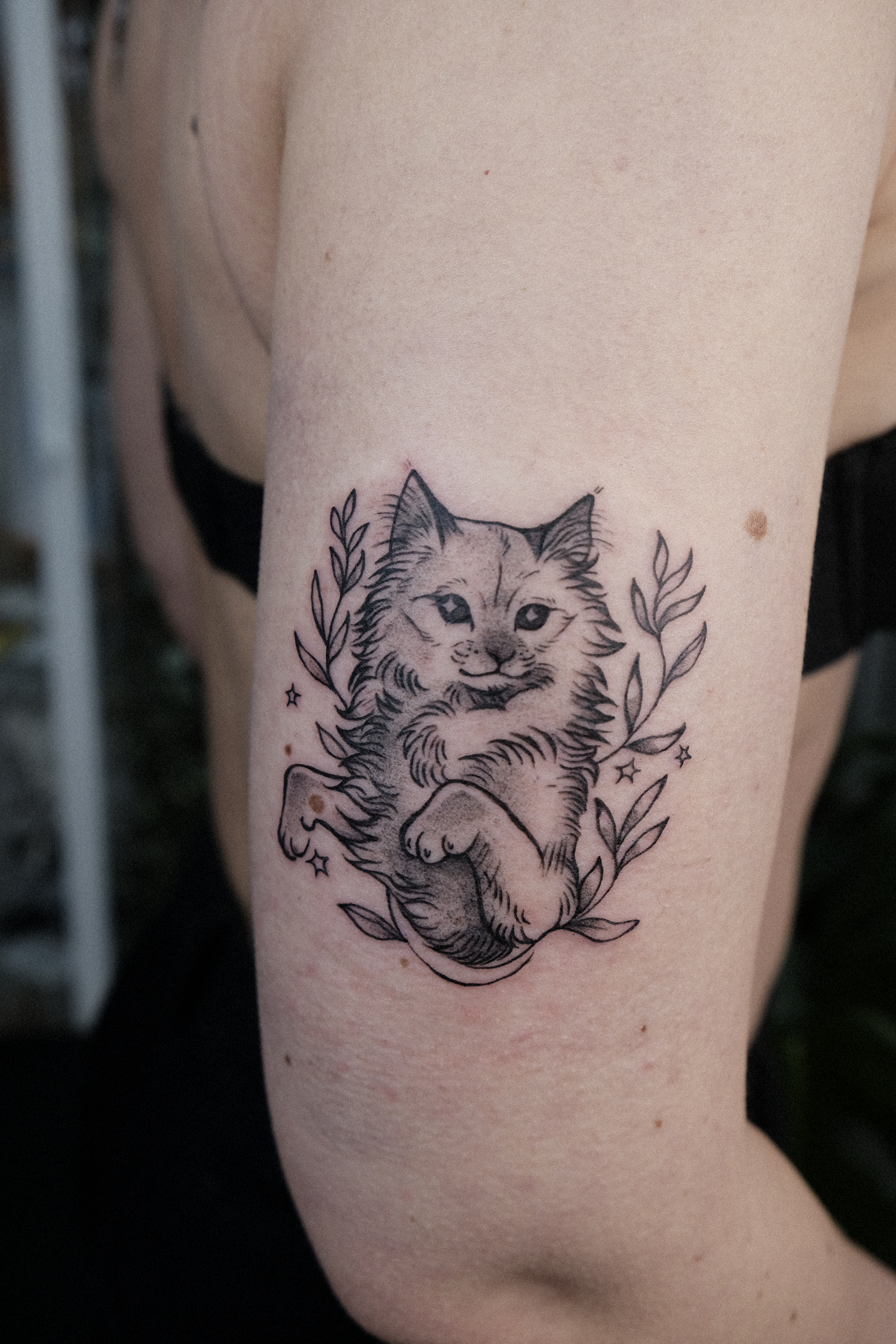 Cattt.png